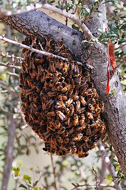 Bees swarming on a tree