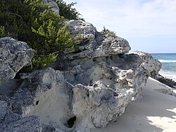 Eolianite carbonate facies (Holocene) on Long Island, Bahamas