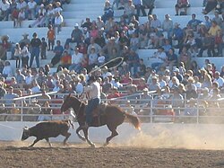 Team roping, here, the steer has been roped by the header, and the heeler is now attempting a throw.