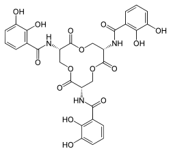 Enterobactin, a catecholate siderophore