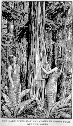 Making cedar bark textile