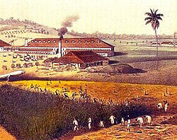 Sugarcane plantation in Cuba during the 19th century