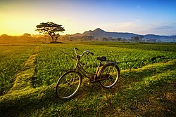 Rice fields in Weru, Sukoharjo Regency. Farming is one of the most important sector in Central Java.