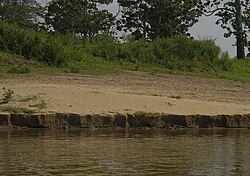 Alluvial river deposits in the Amazon basin, near Autazes, AM, Brazil. The seasonal deposits are extremely fertile and crucial to subsistence farming in the Amazon Basin along the river banks.