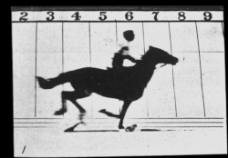 Animation of 11 frames of Eadweard Muybridge's 1878 cabinet card of running horse "Sallie Gardner" from the series The Horse in Motion
