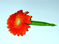 A flower used on a 2009 Rose Parade float