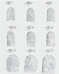 Nine fingerprint patterns identified by Jan Evangelista Purkyně