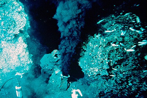 East Pacific Rise, 21 degrees north. Base of "black smoker" chimney