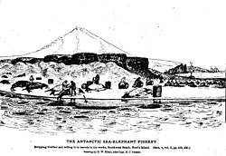 Sketched illustration of men processing large seals on a beach, with barrels and a ship offshore