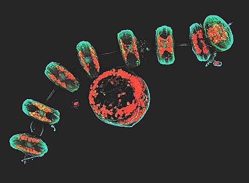 Some Thalassiosira diatoms form chain-like colonies, like these collected near the Antarctic peninsula coast by the schooner of the Tara Oceans Expedition for plankton research.This projection of a stack of confocal images shows the diatoms' cell wall (cyan), chloroplasts (red), DNA (blue), membranes and organelles (green).