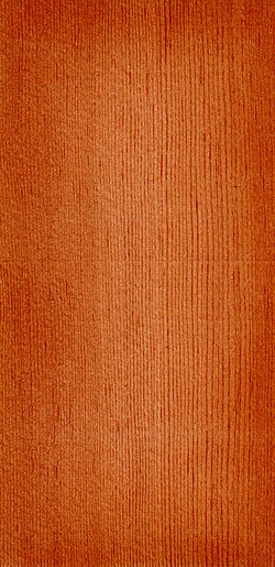 Earlywood and latewood in a softwood; radial view, growth rings closely spaced in Rocky Mountain Douglas-fir