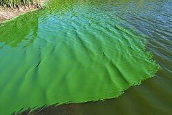 Cyanobacteria blooms after the Hirnantian glaciation likely caused the Hirnantian–Rhuddanian global anoxic event, the main factor behind the second extinction pulse.