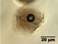 Animation of a melt inclusion viewed in transmitted light.
