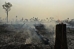 Many species of plants and animals are at high risk of extinction due to the destruction of the Amazon rainforest