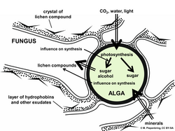 Lichens interaction