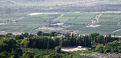 The vineyard behind the Israeli settlement of Ma'ale Gamla.