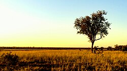 A grass savanna at Kruger National Park in South Africa