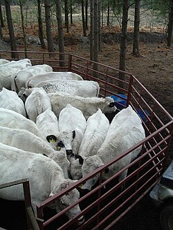 A mobile cattle pen made using steel hurdles; attached to a cattle crush in foreground