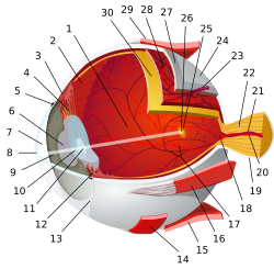 1:posterior segment 2:ora serrata 3:ciliary muscle 4:ciliary zonules 5:Schlemm's canal 6:pupil 7:anterior chamber 8:cornea 9:iris 10:lens cortex 11:lens nucleus 12:ciliary process 13:conjunctiva 14:inferior oblique muscule 15:inferior rectus muscule 16:medial rectus muscle 17:retinal arteries and veins 18:optic disc 19:dura mater 20:central retinal artery 21:central retinal vein 22:optic nerve 23:vorticose vein 24:bulbar sheath 25:macula 26:fovea  27:sclera 28:choroid 29:superior rectus muscle 30:retina