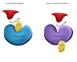 Competitive and noncompetitive enzyme binding at active and regulatory (allosteric) site respectively.