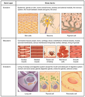 Cells that arise from the three germ layers