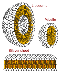 The three main structures composed of phospholipids form spontaneously by self-assembly in solution: the liposome (a closed bilayer), the micelle and the bilayer.