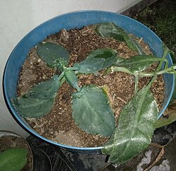 Dead plant leaves during Winter Storm Uri in a backyard in Northern Mexico, with below freezing temperatures.
