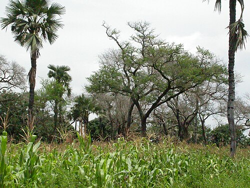 Maize grown under Faidherbia albida and Borassus akeassii near Banfora, Burkina Faso