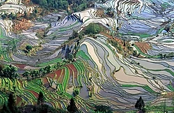 Terrace rice fields in Yunnan Province, China