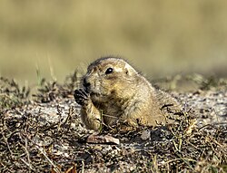 A black-tailed prairie dog in Theodore Roosevelt National Park, North Dakota, USA