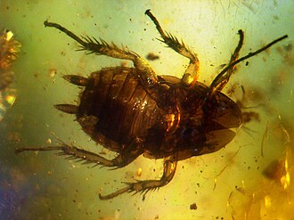 A 40- to 50-million-year-old cockroach in Baltic amber (Eocene)