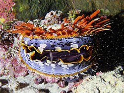 Spondylus varius from Mayotte in the Indian Ocean off the southeastern coast of Africa