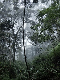 Sustainable forest management balances local socioeconomic, cultural, and ecological needs and constraints.