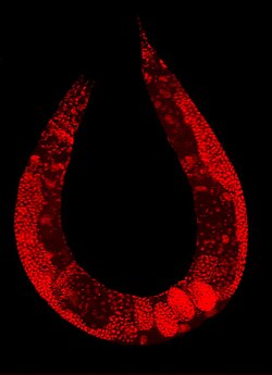 Staining of a nematode Caenorhabditis elegans highlights the nuclei of its cells.