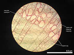 Cross section of 2-year-old Tilia americana, highlighting xylem ray shape and orientation
