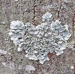 Mycobiont