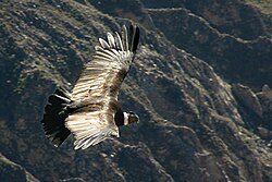 Andean condor soaring over southern Peru's Colca Canyon