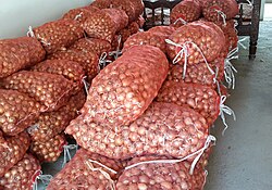 Onion bulbs to be planted for seed production