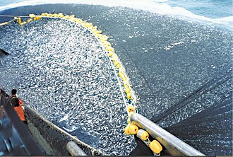 A purse seiner hauling in hundreds of tons of Chilean jack mackerel, 2016