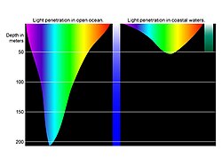 This diagram offers a basic illustration of the depth at which different colors of light penetrate ocean waters.