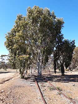 The disused railway line from Kulin to Merredin