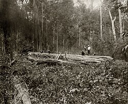 Deforestation in Burma (now Myanmar) circa 1920, during the British colonial era