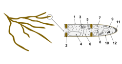 Fungal hyphae cells: (1) Hyphal wall. (2) Septum. (3) Mitochondrion. (4) Vacuole. (5) Ergosterol crystal. (6) Ribosome. (7) Nucleus. (8) Endoplasmic reticulum. (9) Lipid body. (10) Plasma membrane. (11) Spitzenkörper. (12) Golgi apparatus