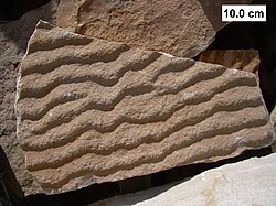 Blister-like fossil microbial mat on ripple-marked surface of a Cambrian tidal flat at Blackberry Hill, Wisconsin