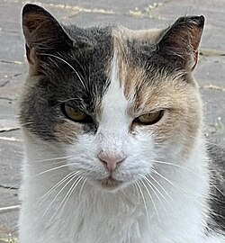 Sterilized cat with a tipped ear