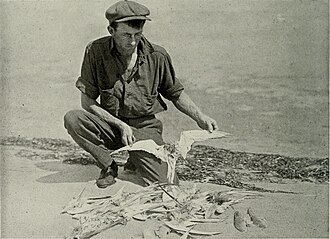 A 1910s photograph of seabirds killed by cats in Nantucket.