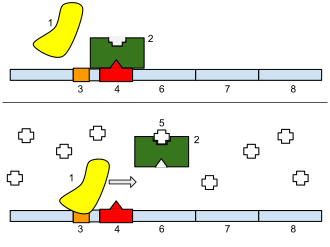The lac operon. Top: repressed. Bottom: active. (1) RNA Polymerase, (2) Repressor, (3) Promoter, (4) Operator, (5) Lactose, (6–8) protein-encoding genes, controlled by the switch, that cause lactose to be digested.