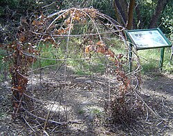Frame of an ‘ewaa