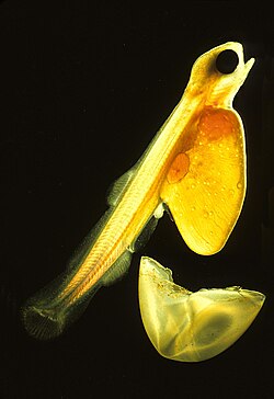 Salmon fry hatching. The larva has grown around the remains of the yolk and the remains of the soft, transparent egg are discarded.