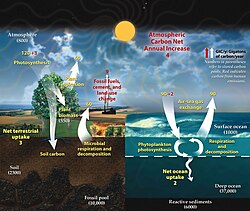 This diagram of the carbon cycle shows the movement of carbon between land, atmosphere, and oceans in billions of metric tons of carbon per year. Yellow numbers are natural fluxes, red are human contributions, white are stored carbon.[53]